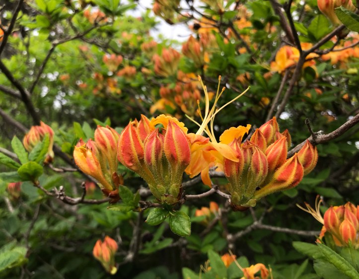 D5150941-7796-4988-88CC-AB0AA123F88C